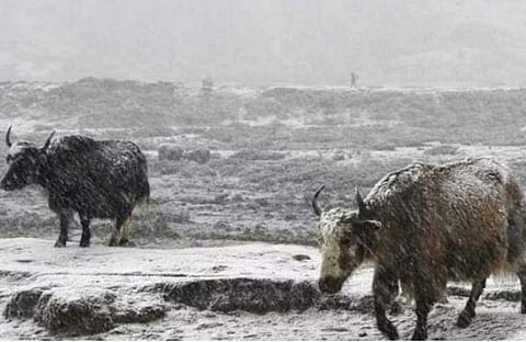 ഹിമാലയൻ യാക്ക് /ഫയല്‍ ചിത്രം