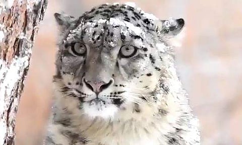 വീഡിയോ ദൃശ്യം