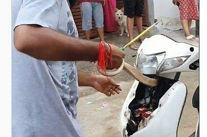 സ്‌കൂട്ടറില്‍ ഒളിച്ചിരുന്ന മൂര്‍ഖനെ പിടികൂടുന്ന ദൃശ്യം