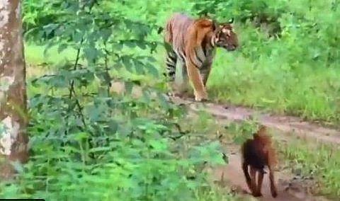 കടുവയെ വളഞ്ഞാക്രമിക്കാന്‍ ശ്രമിക്കുന്ന കാട്ടുനായ്ക്കളില്‍ ഒന്നിന്റെ ദൃശ്യം