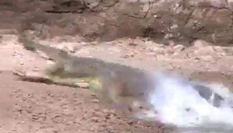 മാനിനെ അകത്താക്കാന്‍ വായ പൊളിച്ച് വരുന്ന മുതലയുടെ ദൃശ്യം