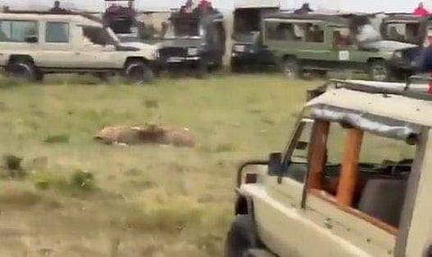 ജംഗിള്‍ സഫാരിയുടെ ദൃശ്യം