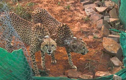 വീഡിയോ ദൃശ്യം