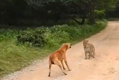 പുലിയും നായയും നേര്‍ക്കുനേര്‍