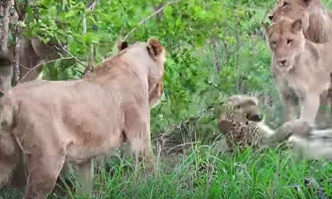 പുലിയെ വളഞ്ഞിട്ട് ആക്രമിക്കുന്ന സിംഹക്കൂട്ടത്തിന്റെ ദൃശ്യം