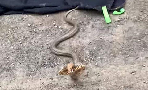 ഫോട്ടോ: ട്വിറ്റർ