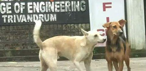 ക്യാംപസിന് സമീപമുളള നായകള്‍/ ടെലിവിഷന്‍ ചിത്രം