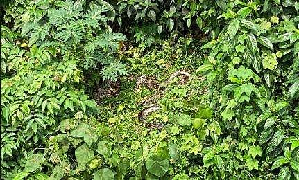 കനോലി കനാലിന് സമീപം കണ്ടെത്തിയ പെരുമ്പാമ്പിന്‍ കൂട്ടം