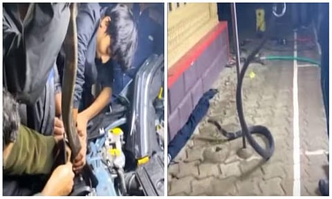 കാറിനുള്ളില്‍ പുറത്തെടുത്ത രാജവെമ്പാല