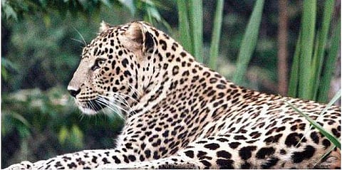 ഫയല്‍ ചിത്രം