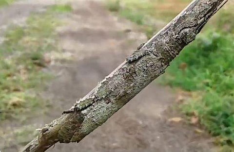 വീഡിയോ ദൃശ്യം