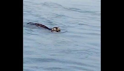 ബ്രഹ്മപുത്ര നീന്തിക്കടക്കുന്ന ബംഗാള്‍ കടുവയുടെ ദൃശ്യം