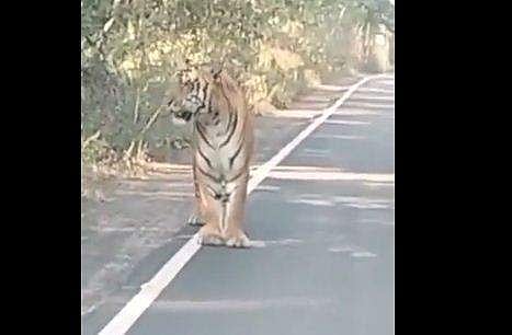 റോഡില്‍ ബൈക്ക് യാത്രക്കാര്‍ക്ക് മുന്നിലെത്തിയ കടുവയുടെ ദൃശ്യം