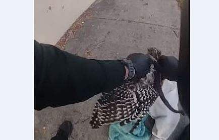 പാമ്പിന്റെ ആക്രമണത്തില്‍ നിന്ന് പരുന്തിനെ രക്ഷിക്കുന്ന ദൃശ്യം