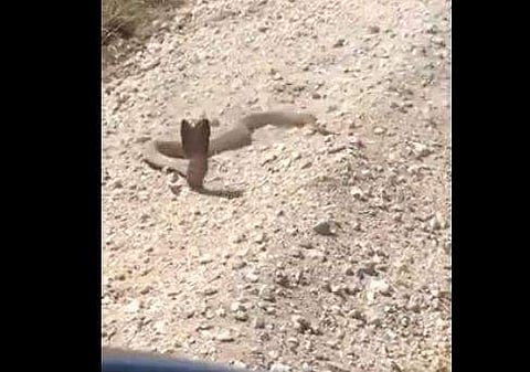 വെടിവെച്ച് മൂര്‍ഖന്‍ പാമ്പിനെ പ്രകോപിപ്പിക്കാനുള്ള ശ്രമത്തിന്റെ ദൃശ്യം