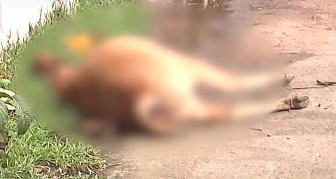 അമ്പലമേടില്‍ ലോറി ഇടിച്ച് പശു ചത്തനിലയില്‍/ ടെലിവിഷന്‍ ചിത്രം