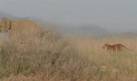 ആനയെ ആക്രമിക്കാന്‍ മുതിരുന്ന കടുവയുടെ ദൃശ്യം