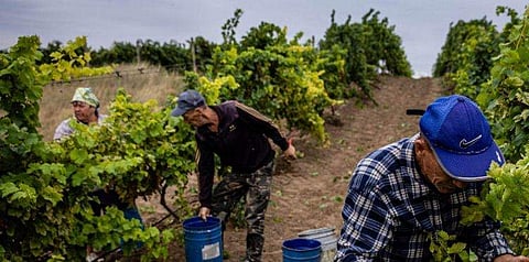 റഷ്യയിലെ കൃഷിയിടത്തില്‍ ജോലി ചെയ്യുന്നവര്‍/ എഎഫ്പി