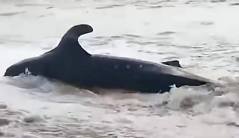 വിഡിയോ സ്ക്രീൻഷോട്ട്