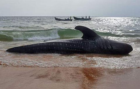 മത്സ്യത്തൊഴിലാളിയുടെ വലയിൽ കുടുങ്ങിയ തിമിം​ഗല സ്രാവ്/ ഫോട്ടോ: ബിപി ദീപു