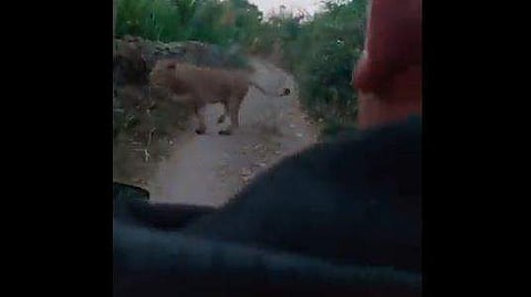 ബൈക്ക് ലക്ഷ്യമാക്കി വരുന്ന സിംഹത്തിന്റെ ദൃശ്യം