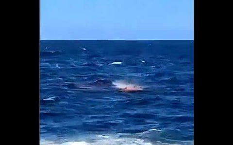 നീന്തല്‍ക്കാരനെ സ്രാവ് ആക്രമിക്കുന്ന ദൃശ്യം