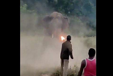 ആക്രമിക്കാന്‍ എത്തിയ കാട്ടാനയെ തീപ്പന്തം കാണിച്ച് പ്രതിരോധിക്കുന്നു