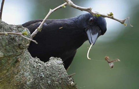 ന്യൂ കാലിഡോണിയന്‍ കാക്ക/ചിത്രം: യുണിവേഴ്സിറ്റി ഓഫ് സെന്റ് ആൻഡ്രൂസ് ട്വിറ്റർ