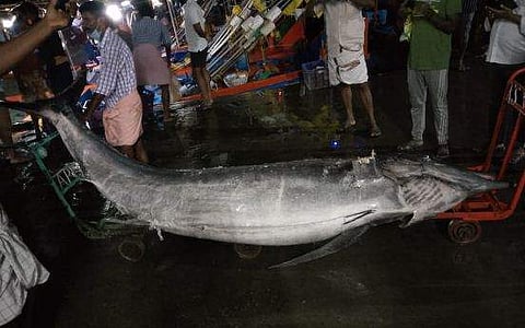 മുനമ്പം ഹാര്‍ബറില്‍ ലേലത്തിന് എത്തിച്ച ഭീമന്‍ ഓലക്കൊടിയന്‍ മീന്‍