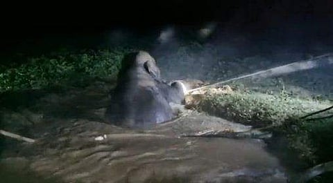 കുഴിയില്‍ വീണ കാട്ടാനയെ രക്ഷിക്കുന്ന ദൃശ്യം