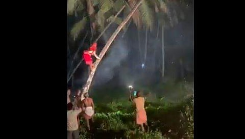 തെങ്ങിന് മുകളിലേക്ക് കയറുന്ന തെയ്യത്തിന്റെ ദൃശ്യം