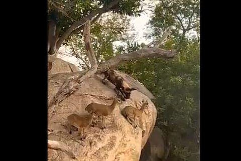 പാറയുടെ മുകളില്‍ ബാലന്‍സ് ചെയ്ത് നില്‍ക്കുന്ന മാന്‍കൂട്ടം