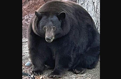 ഹാങ്ക് ദി ടാങ്ക്/ ട്വിറ്റർ