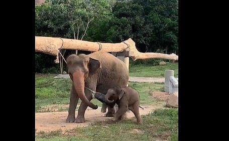 ടയറില്‍ കാല്‍ കുടുങ്ങിയ കുട്ടിയാനയെ രക്ഷിക്കുന്ന അമ്മയാനയുടെ ദൃശ്യം