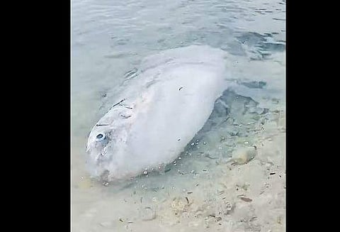 തീരത്തടിഞ്ഞ അപൂര്‍വ്വയിനം സണ്‍ഫിഷ്