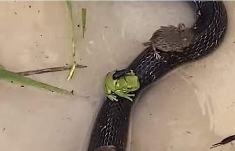 പാമ്പിന്റെ പുറത്തുകയറി സഞ്ചരിക്കുന്ന തവളയും എലിയും