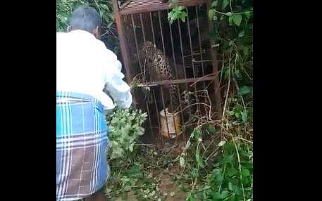 പുലിയെ വടി കൊണ്ട് കുത്തി പ്രകോപിപ്പിക്കാനുള്ള ശ്രമം