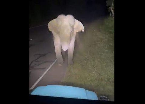 കാട്ടാനയുടെ മുഖത്തേയ്ക്ക്് ഹെഡ് ലൈറ്റ് അടിക്കുന്ന ക്രൂര ദൃശ്യം