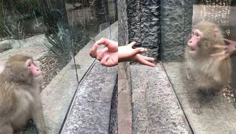 വിഡിയോ സ്ക്രീൻഷോട്ട്