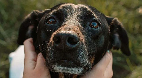 പ്രതീകാത്മക ചിത്രം