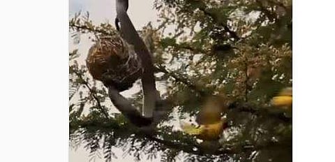 കിളിക്കൂട്ടില്‍ കയറിയ പാമ്പിനെ കൊത്തിയോടിക്കുന്ന അമ്മക്കിളിയുടെ ദൃശ്യം