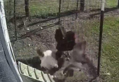 പരുന്തിനെ കൊത്തിയോടിക്കുന്ന പൂവന്‍കോഴിയുടെ ദൃശ്യം