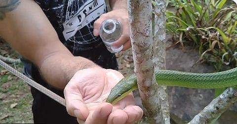 പച്ചില പാമ്പിന് വെള്ളം കൊടുക്കുന്ന ദൃശ്യം