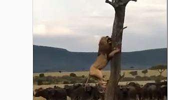 മരത്തിന്റെ മുകളിലേക്ക് കയറാന്‍ ശ്രമിക്കുന്ന സിംഹം