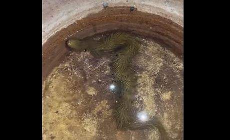 അപൂര്‍വ്വയിനം പാമ്പിന്റെ ദൃശ്യം