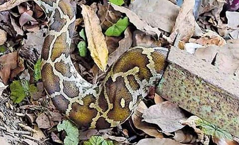 വീഡിയോ ദൃശ്യം