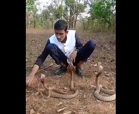 മൂര്‍ഖന്‍ പാമ്പുകളുടെ മുന്നില്‍ യുവാവിന്റെ അതിസാഹസിക പ്രകടനം