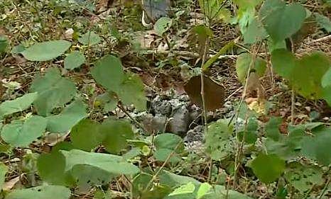 കെ റെയില്‍ സര്‍വേകല്ല് പിഴുതുമാറ്റിയ നിലയില്‍