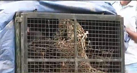 ധോണിയില്‍ കൂട്ടിലായ പുലിയുടെ ദൃശ്യം