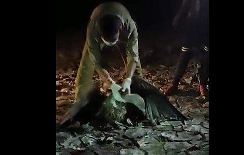 അസമില്‍ കഴുകന്മാര്‍ കൂട്ടത്തോടെ ചത്തനിലയില്‍